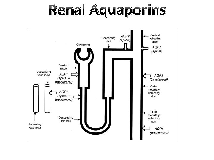 Renal Aquaporins 