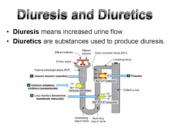 Diuresis and Diuretics • Diuresis means increased urine flow. • Diuretics are substances used