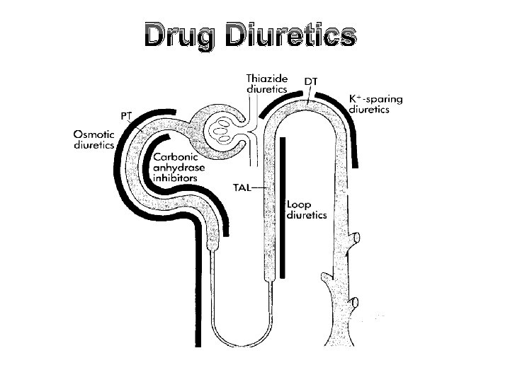 Drug Diuretics 