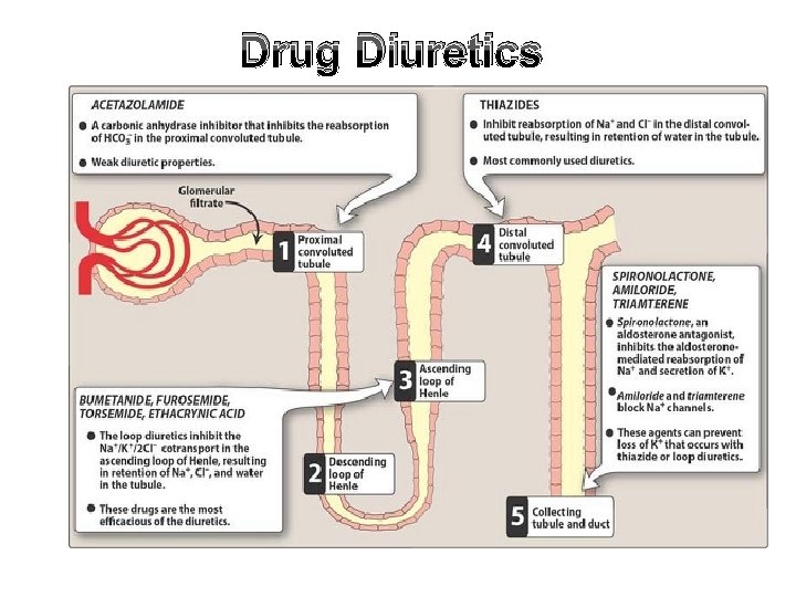 Drug Diuretics 