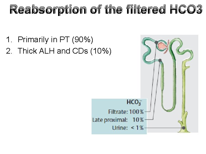 Reabsorption of the filtered HCO 3 1. Primarily in PT (90%) 2. Thick ALH