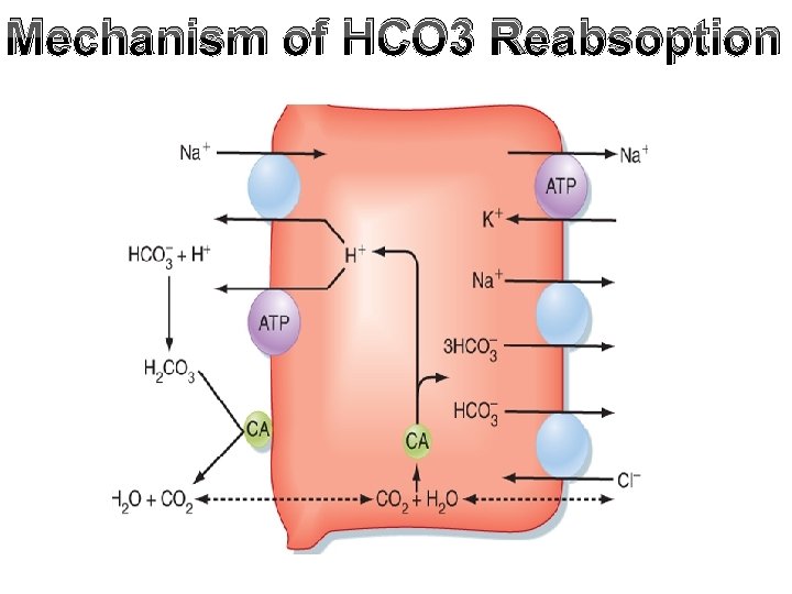 Mechanism of HCO 3 Reabsoption 