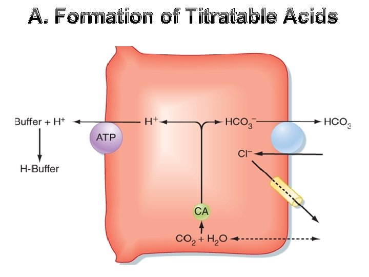 A. Formation of Titratable Acids 