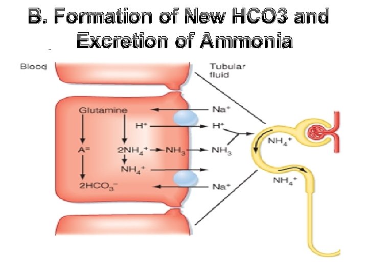 B. Formation of New HCO 3 and Excretion of Ammonia 
