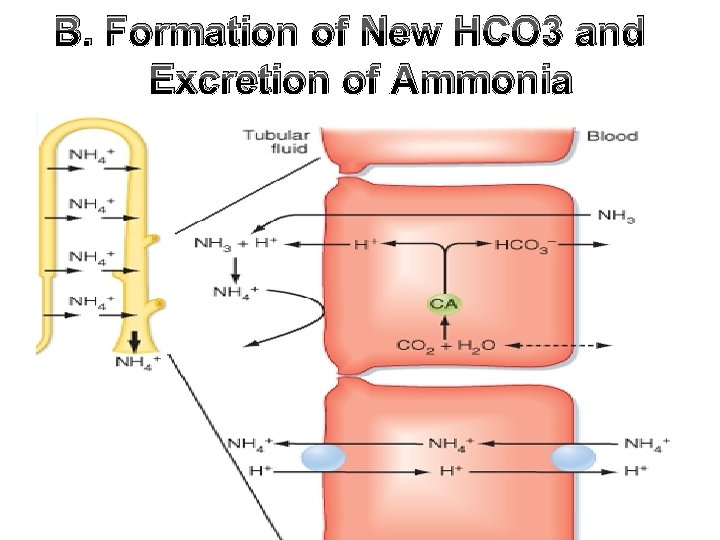 B. Formation of New HCO 3 and Excretion of Ammonia 