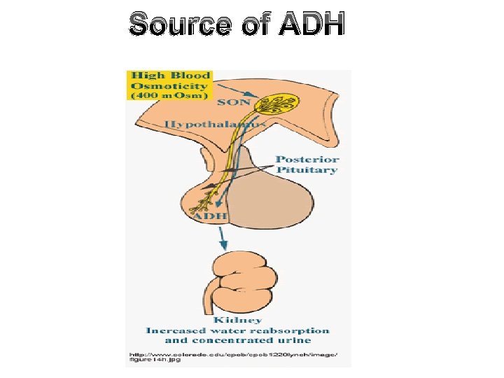 Source of ADH 