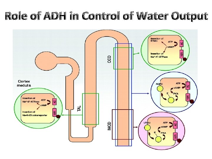 Role of ADH in Control of Water Output 