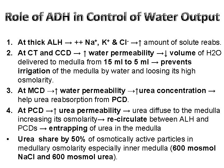 Role of ADH in Control of Water Output 1. At thick ALH → ++