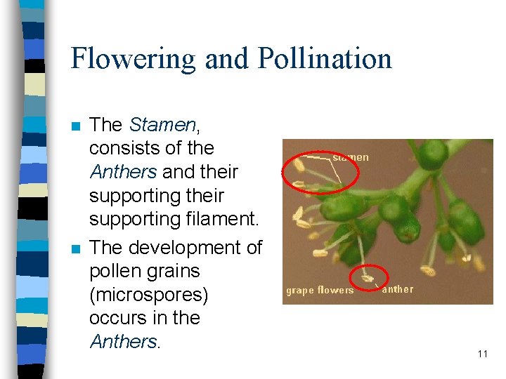 Flowering and Pollination n n The Stamen, consists of the Anthers and their supporting