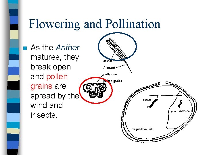 Flowering and Pollination n As the Anther matures, they break open and pollen grains