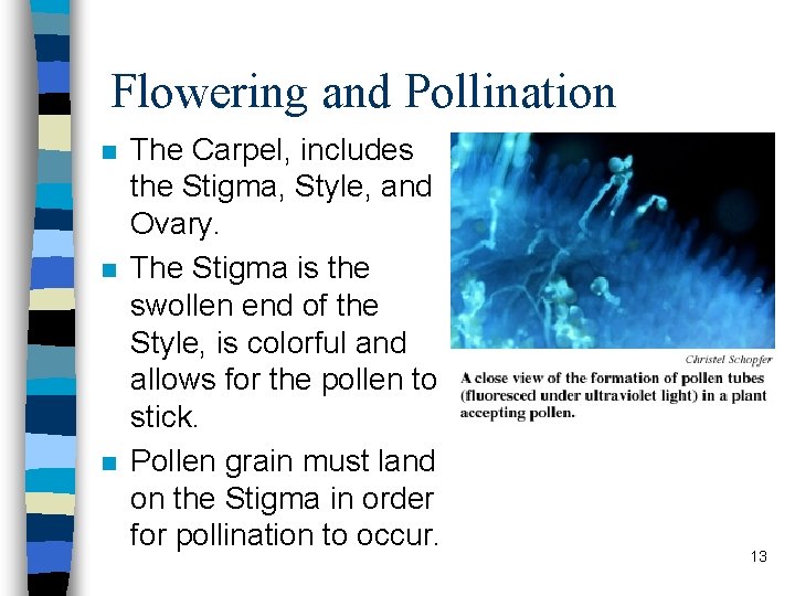 Flowering and Pollination n The Carpel, includes the Stigma, Style, and Ovary. The Stigma
