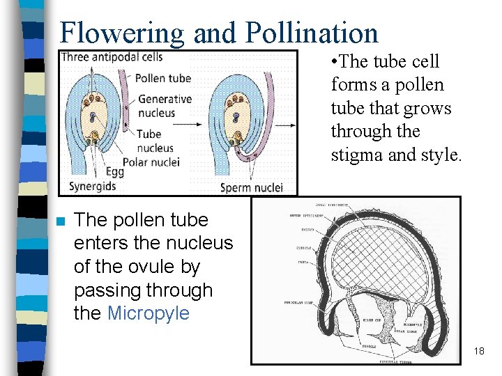Flowering and Pollination • The tube cell forms a pollen tube that grows through