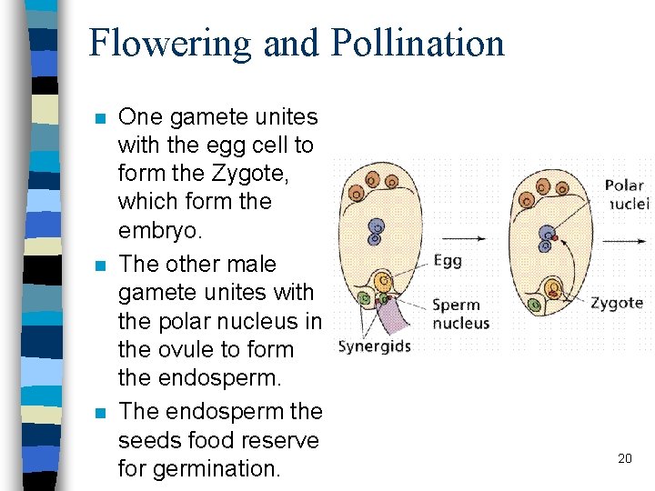 Flowering and Pollination n One gamete unites with the egg cell to form the