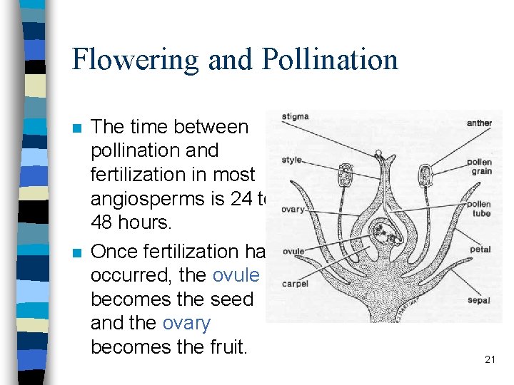 Flowering and Pollination n n The time between pollination and fertilization in most angiosperms
