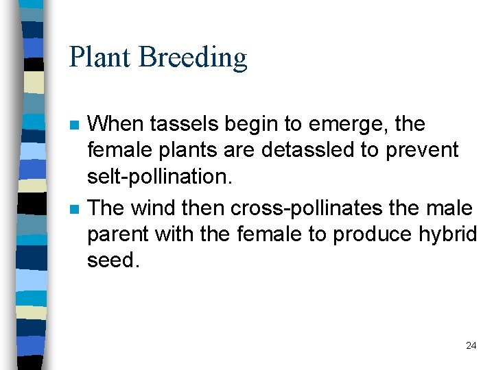 Plant Breeding n n When tassels begin to emerge, the female plants are detassled