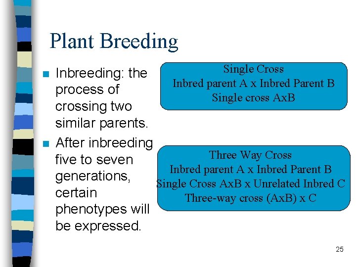 Plant Breeding n n Single Cross Inbreeding: the Inbred parent A x Inbred Parent