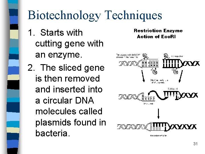 Biotechnology Techniques 1. Starts with cutting gene with an enzyme. 2. The sliced gene