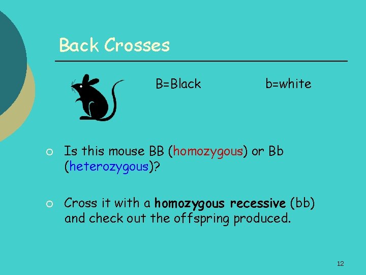 Back Crosses B=Black ¡ ¡ b=white Is this mouse BB (homozygous) or Bb (heterozygous)?