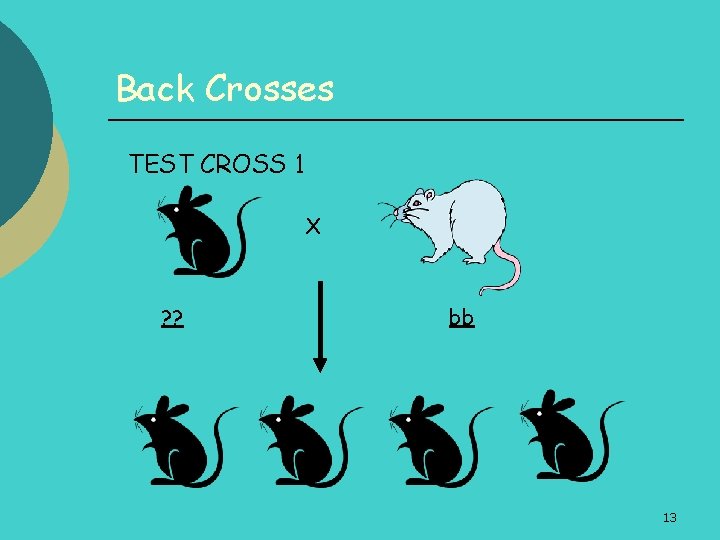 Back Crosses TEST CROSS 1 X ? ? bb 13 