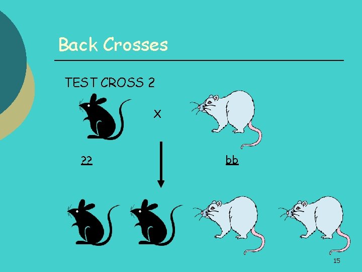 Back Crosses TEST CROSS 2 X ? ? bb 15 