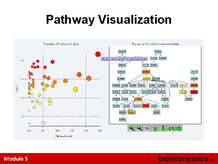 Pathway Visualization Module 5 bioinformatics. ca 