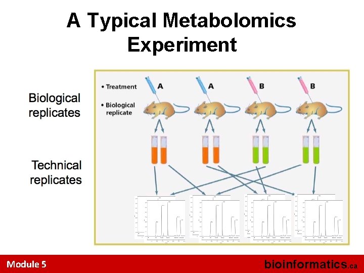 A Typical Metabolomics Experiment Module 5 bioinformatics. ca 