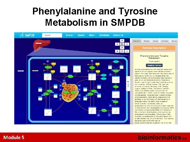 Phenylalanine and Tyrosine Metabolism in SMPDB Module 5 bioinformatics. ca 