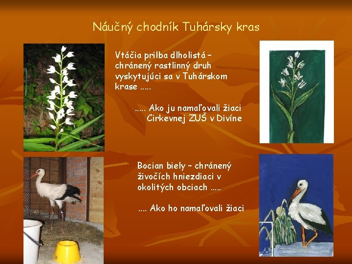 Náučný chodník Tuhársky kras Vtáčia prilba dlholistá – chránený rastlinný druh vyskytujúci sa v