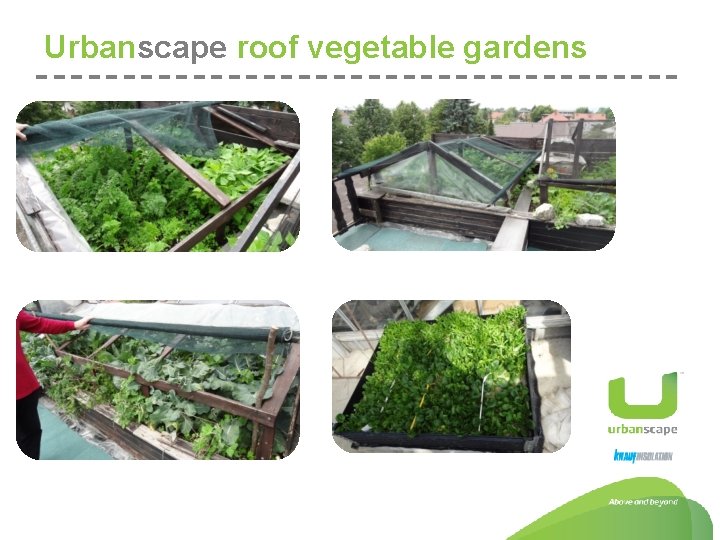 Urbanscape roof vegetable gardens 