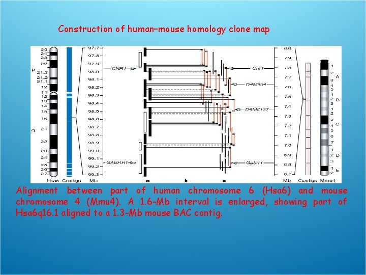 Construction of human–mouse homology clone map Alignment between part of human chromosome 6 (Hsa