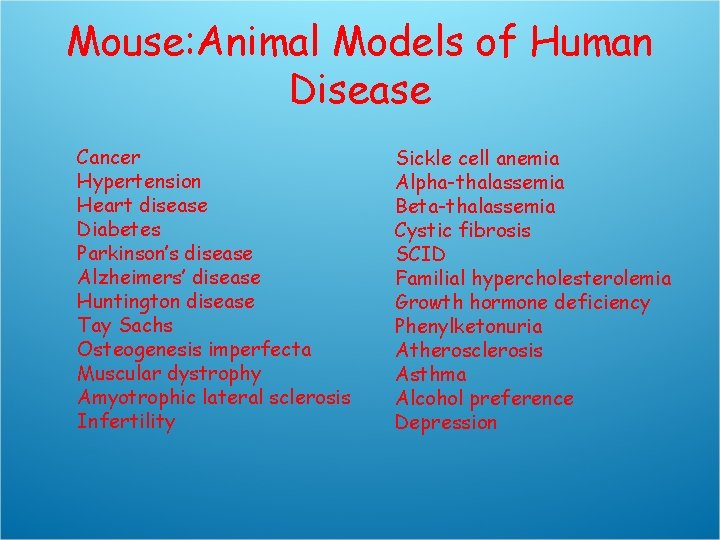 Mouse: Animal Models of Human Disease Cancer Hypertension Heart disease Diabetes Parkinson’s disease Alzheimers’