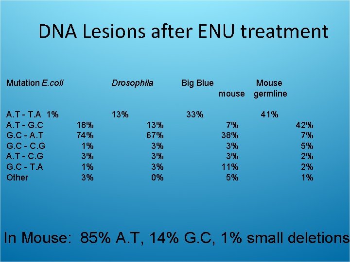 DNA Lesions after ENU treatment Mutation E. coli Drosophila A. T - T. A