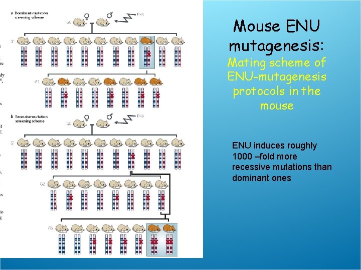 Mouse ENU mutagenesis: Mating scheme of ENU-mutagenesis protocols in the mouse ENU induces roughly