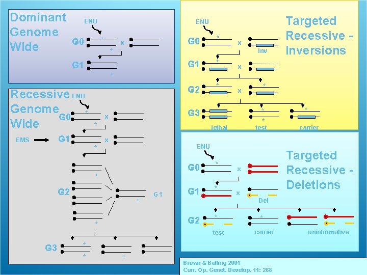 Dominant Genome Wide ENU * G 0 x * Inv G 1 * G