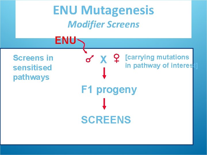 ENU Mutagenesis Modifier Screens ENU Screens in sensitised pathways X [carrying mutations in pathway