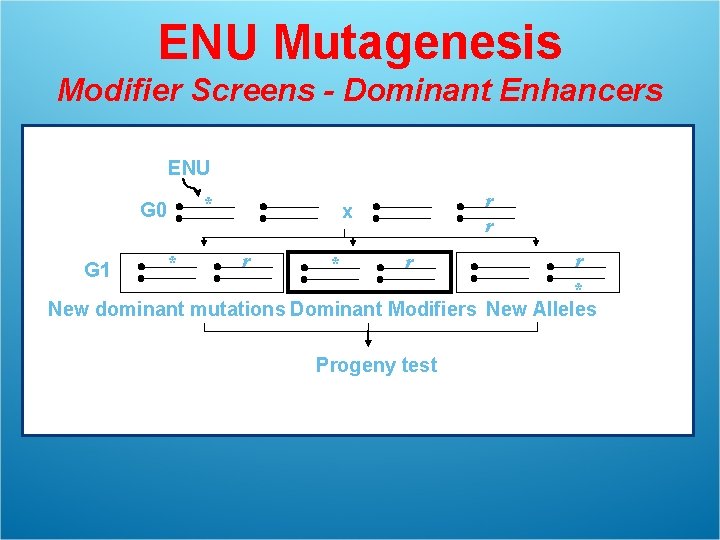 ENU Mutagenesis Modifier Screens - Dominant Enhancers ENU * G 0 r r x