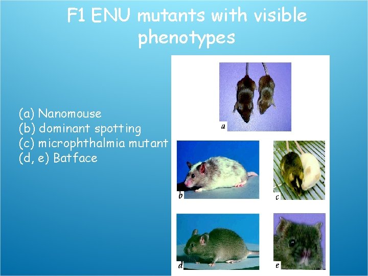 F 1 ENU mutants with visible phenotypes (a) Nanomouse (b) dominant spotting (c) microphthalmia