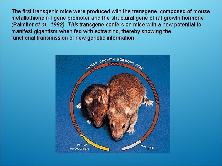 The first transgenic mice were produced with the transgene, composed of mouse metallothionein-I gene