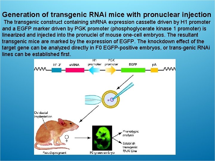 Generation of transgenic RNAi mice with pronuclear injection The transgenic construct containing sh. RNA