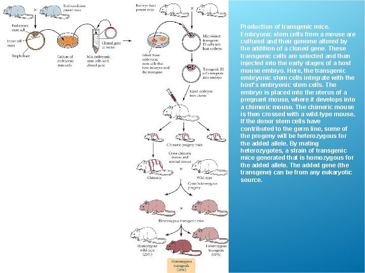 Production of transgenic mice. Embryonic stem cells from a mouse are cultured and their