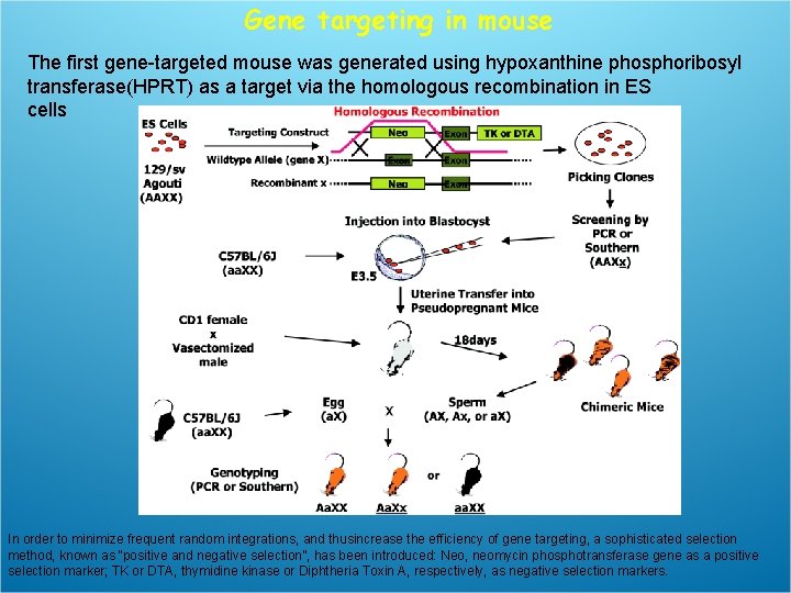 Gene targeting in mouse The first gene-targeted mouse was generated using hypoxanthine phosphoribosyl transferase(HPRT)