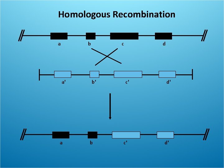 Homologous Recombination a b a' a c b' b d c' c' d' d'