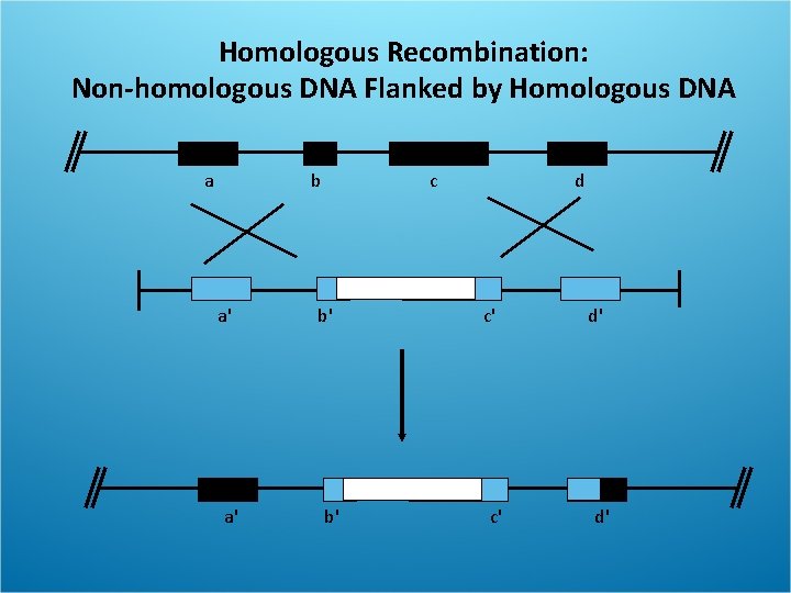 Homologous Recombination: Non-homologous DNA Flanked by Homologous DNA a b a' a' c b'