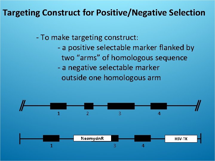 Targeting Construct for Positive/Negative Selection - To make targeting construct: - a positive selectable