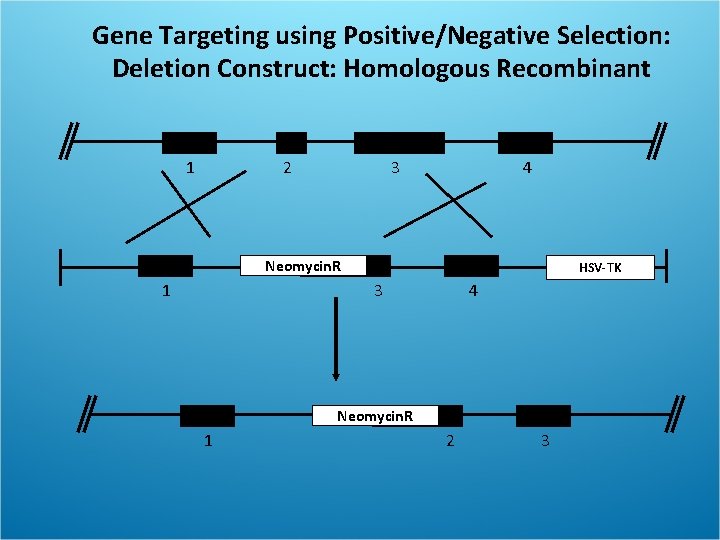 Gene Targeting using Positive/Negative Selection: Deletion Construct: Homologous Recombinant 1 2 3 4 Neomycin.