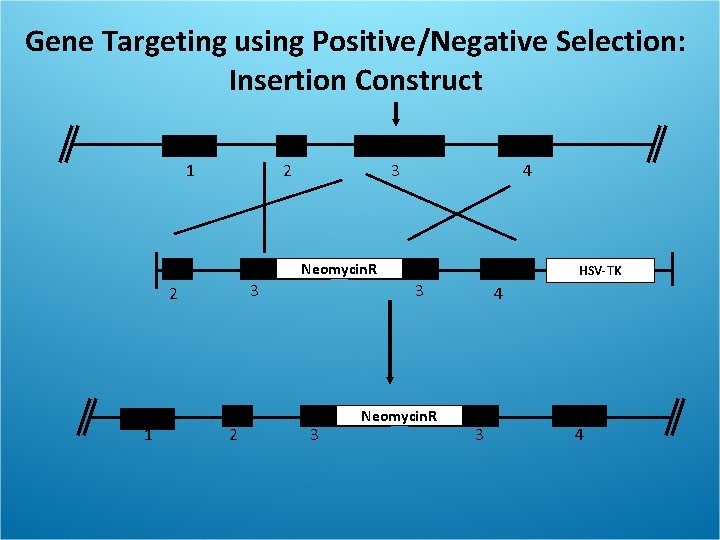 Gene Targeting using Positive/Negative Selection: Insertion Construct 1 2 3 4 Neomycin. R 3