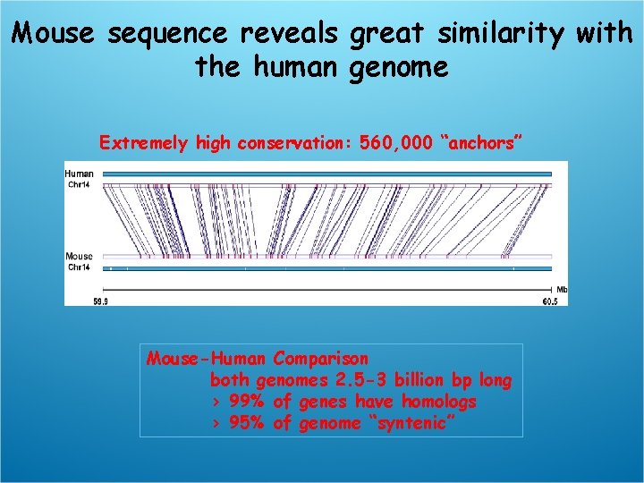Mouse sequence reveals great similarity with the human genome Extremely high conservation: 560, 000