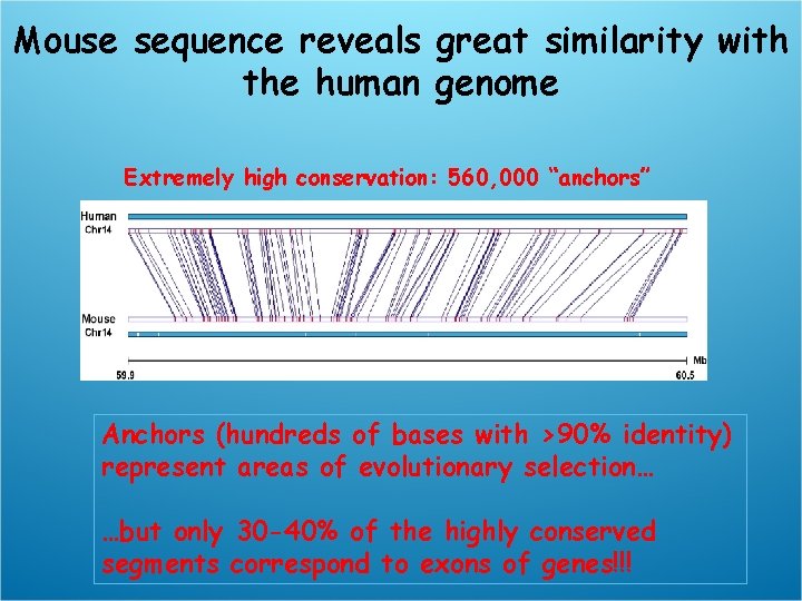 Mouse sequence reveals great similarity with the human genome Extremely high conservation: 560, 000