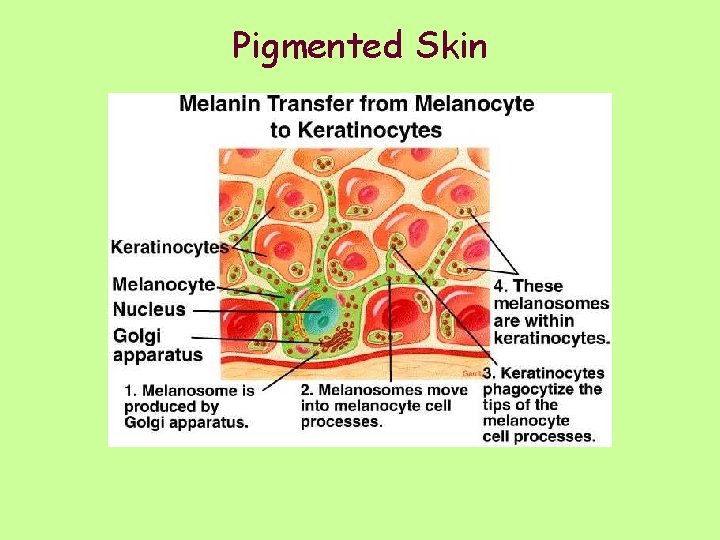 Pigmented Skin 