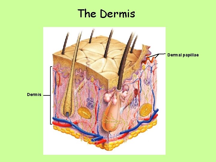 The Dermis Dermal papillae Dermis 
